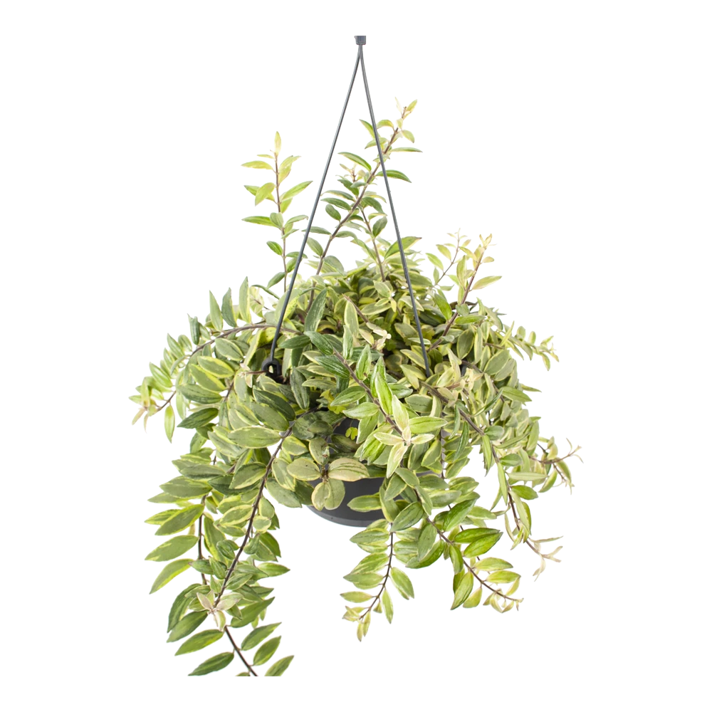 Aeschynanthus Bolero Bicolore - Lipstickplant - In Hangpot - P17 H40 - Kamerplant - Afbeelding 2