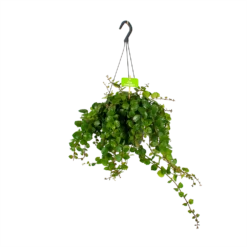 Aeschynanthus Pink Polka - Lipstickplant - In Hangpot - P17 H40 - Kamerplant