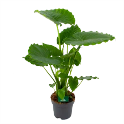 Alocasia Gageana California - Olifantsoor - P21 H85 - Kamerplant