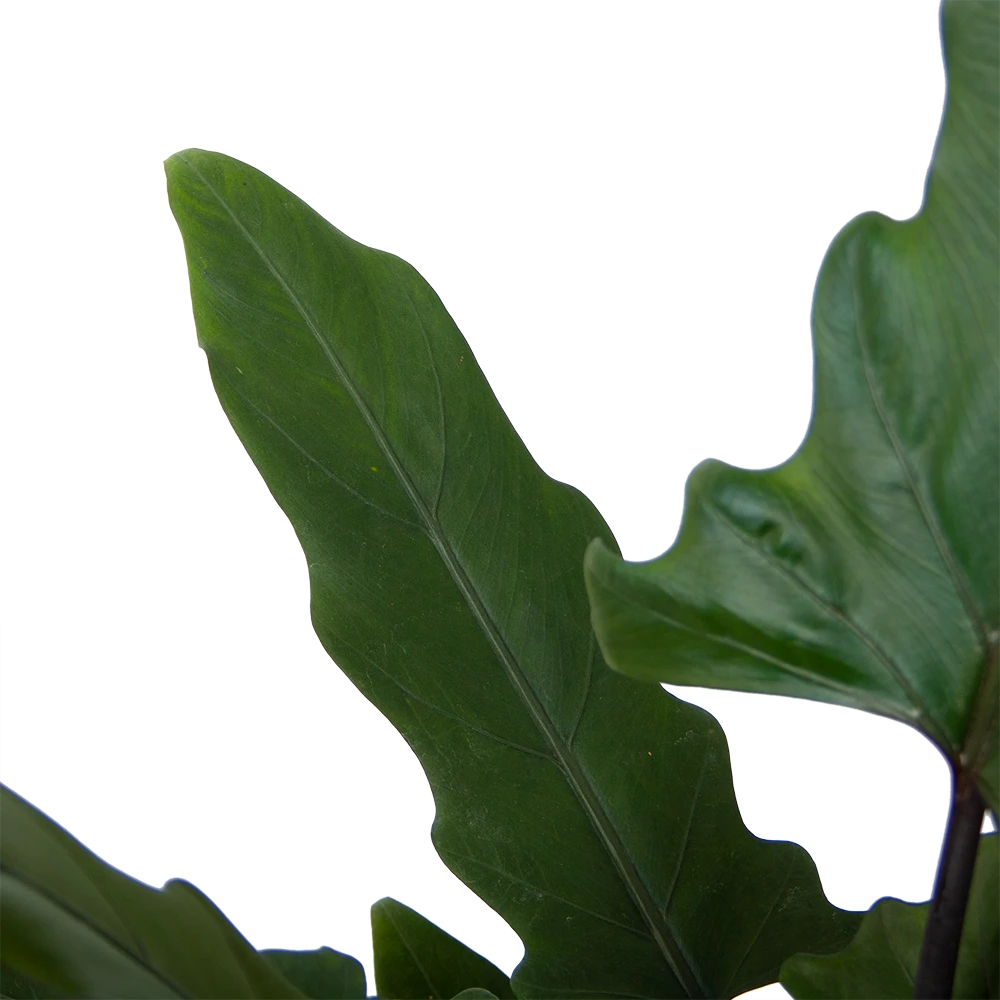 Alocasia Lauterbachiana - Olifantsoor - P19 H70 - Kamerplant - Afbeelding 2