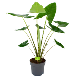 Alocasia Zebrina - Olifantsoor - P32 H120 - Kamerplant