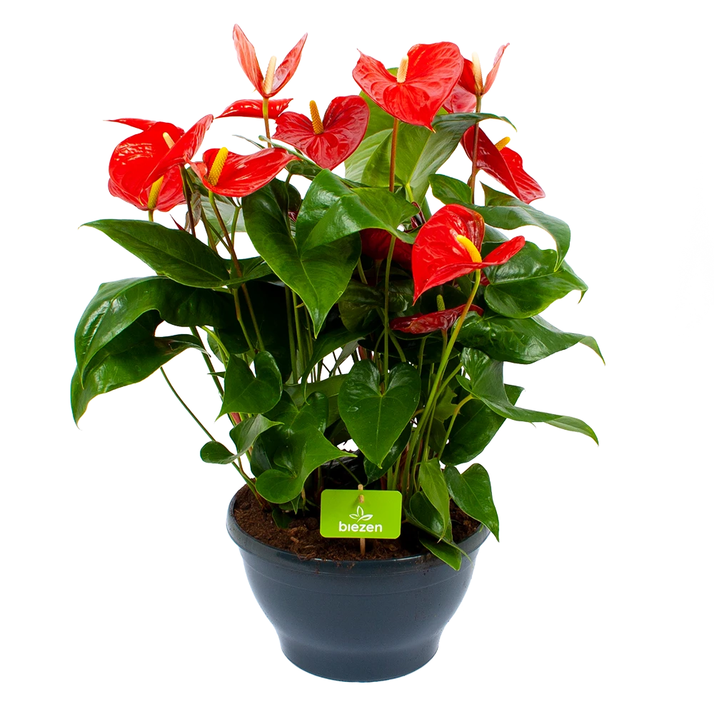 Anthurium Andreanum - Flamingoplant - P30 H80 Rood - Kamerplant