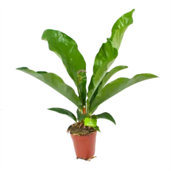 Anthurium Brownii Arrow - P15 H60 - Kamerplant