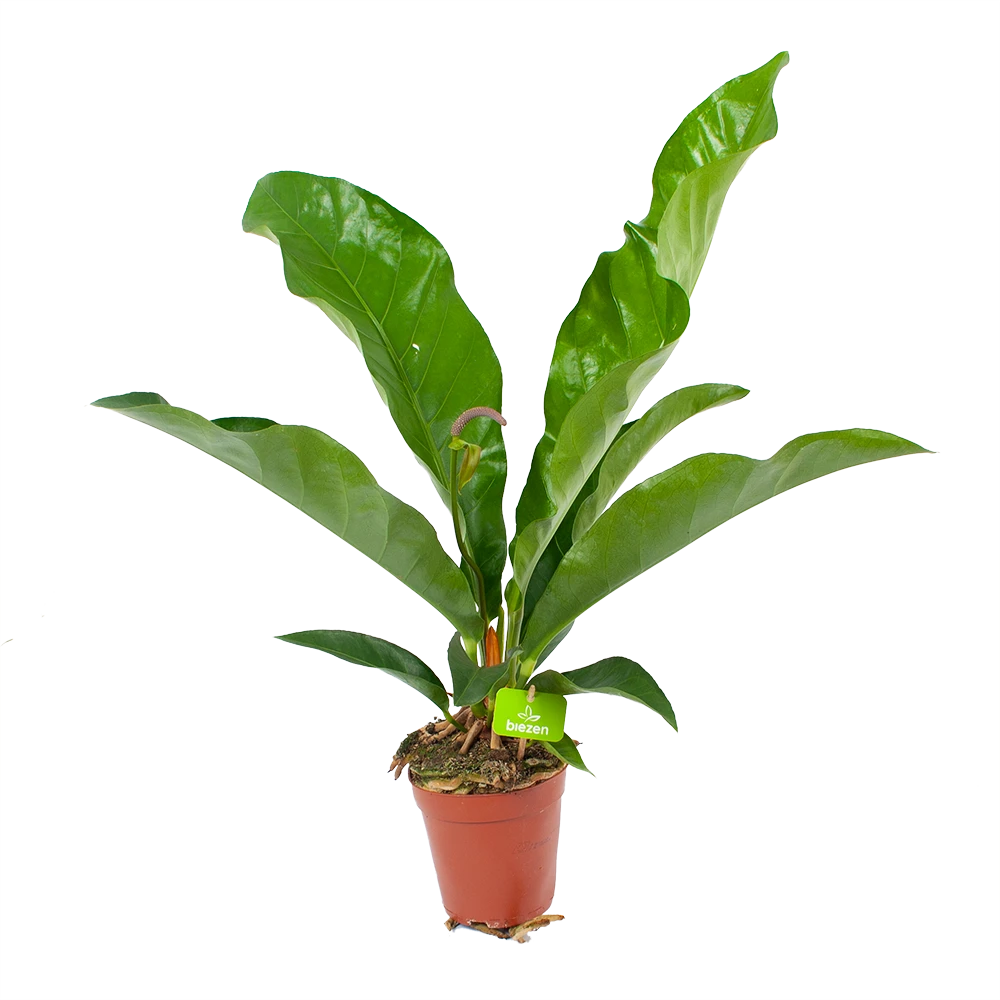 Anthurium Brownii Arrow - P15 H60 - Kamerplant