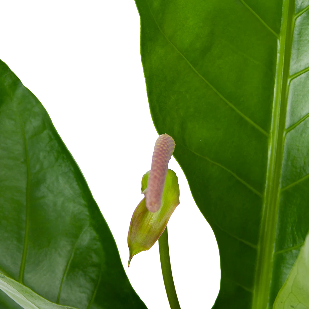 Anthurium Brownii Arrow - P15 H60 - Kamerplant - Afbeelding 2