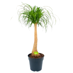 Beaucarnea Recurvata - Op Stam - Olifantenpoot - P27 H100 - Kamerplant