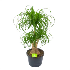 Beaucarnea Recurvata - Vertakt - Olifantenpoot - P32 H90 - Kamerplant