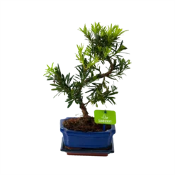 Bonsai Podocarpus Chinensis - P16 H30 - Kamerplant