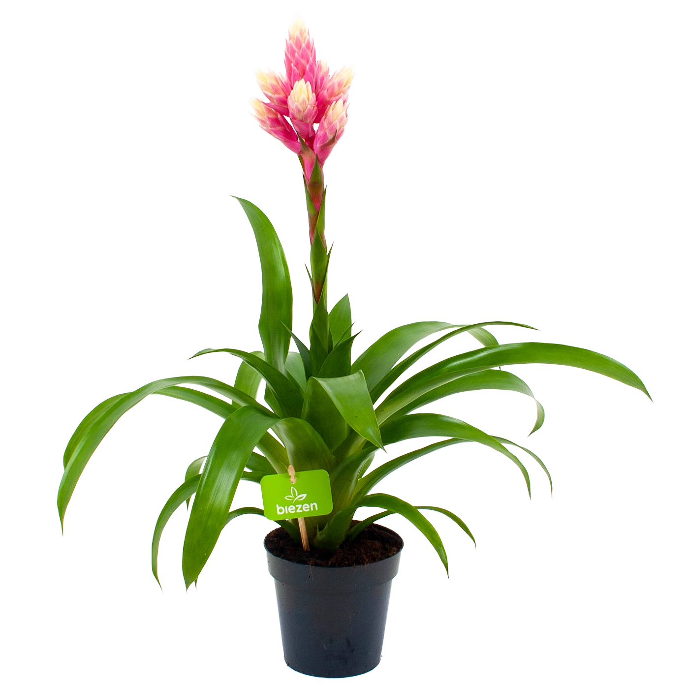 Bromelia Guzmania Candy - P12 H55 Roze - Kamerplant
