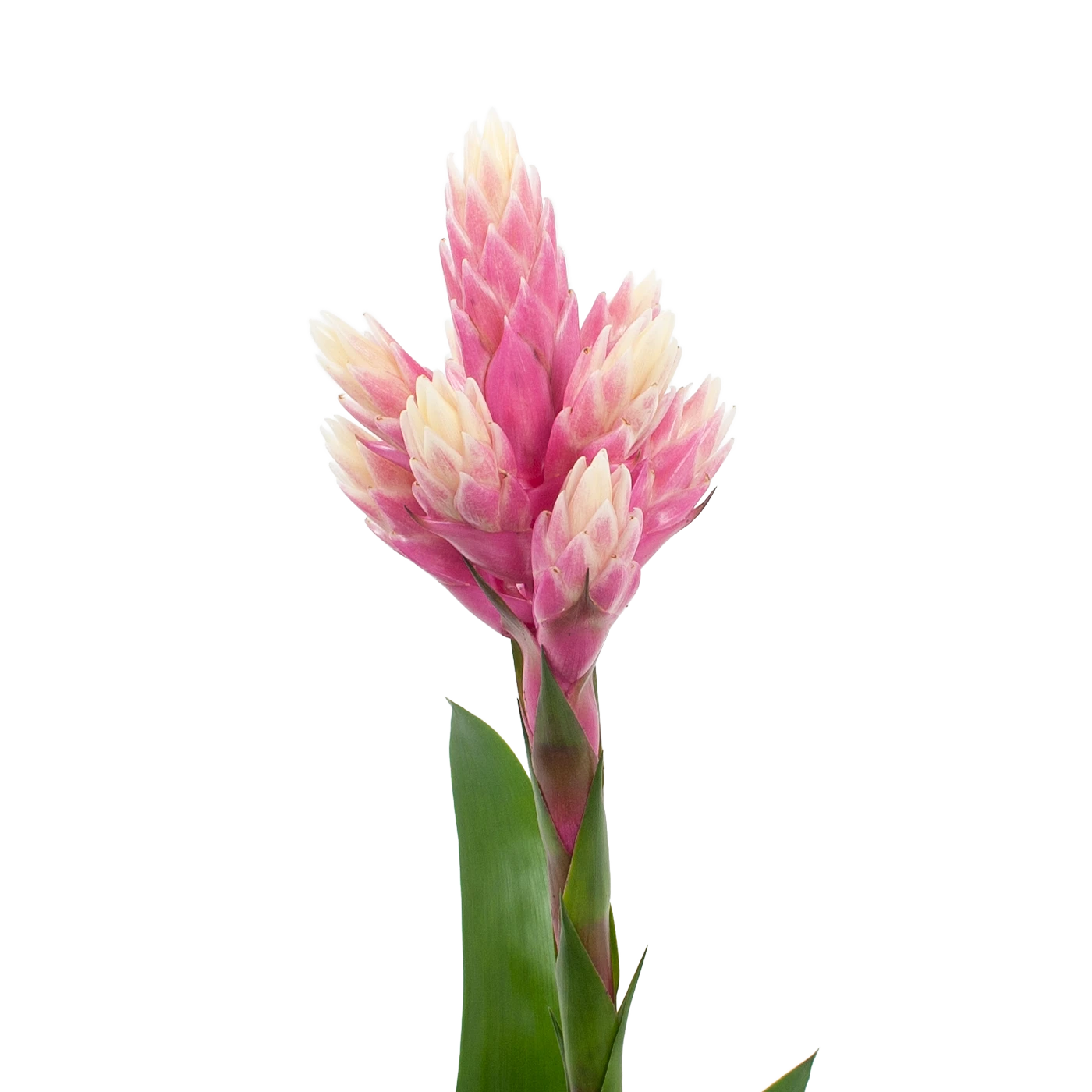 Bromelia Guzmania Candy - P12 H55 Roze - Kamerplant - Afbeelding 2