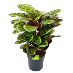 Calathea Angela - Livingplant - P27 H80 - Kamerplant