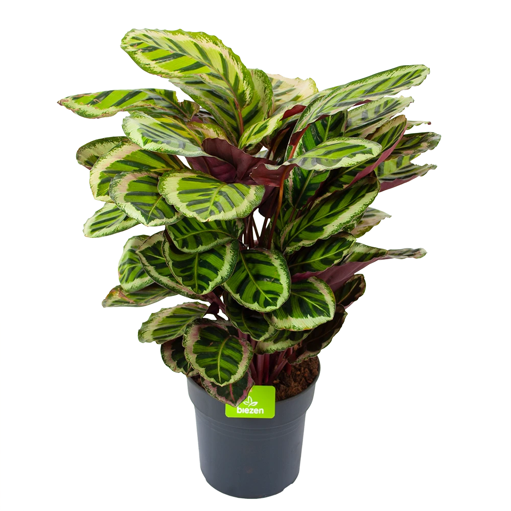 Calathea Angela - Livingplant - P27 H80 - Kamerplant