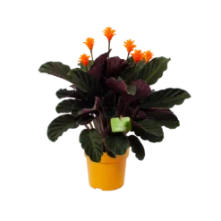 Calathea Crocata - Eeuwige Vlam - P15 H45 - Kamerplant