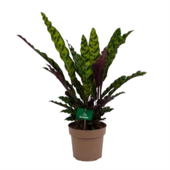 Calathea Insigne - Livingplant - P21 H60 - Kamerplant
