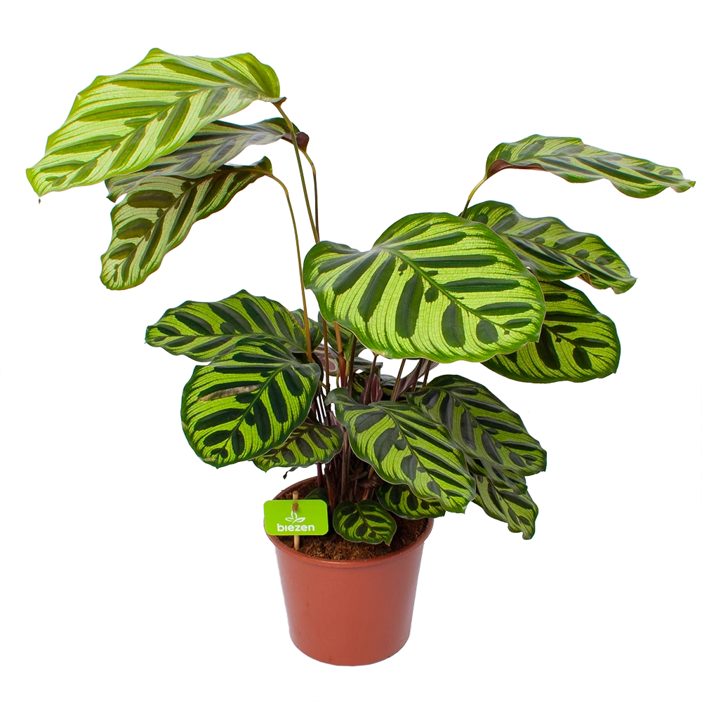 Calathea Makoyana - Pauwenplant - P17 H65 - Kamerplant