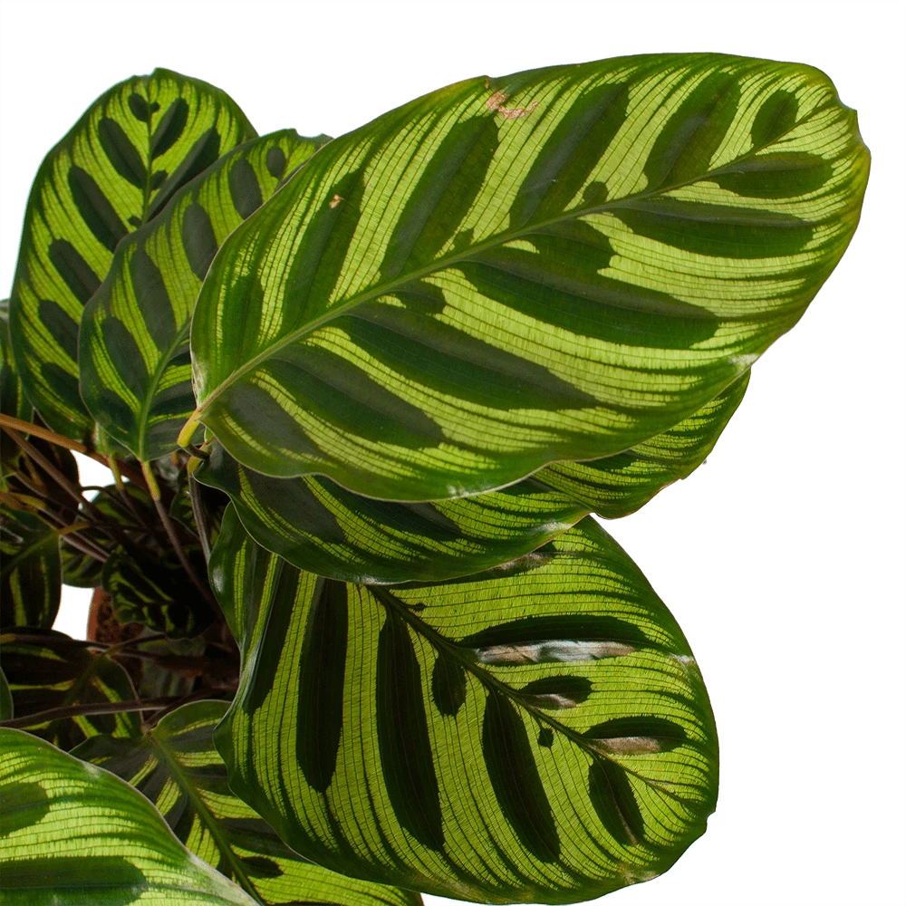 Calathea Makoyana - Pauwenplant - P17 H65 - Kamerplant - Afbeelding 3