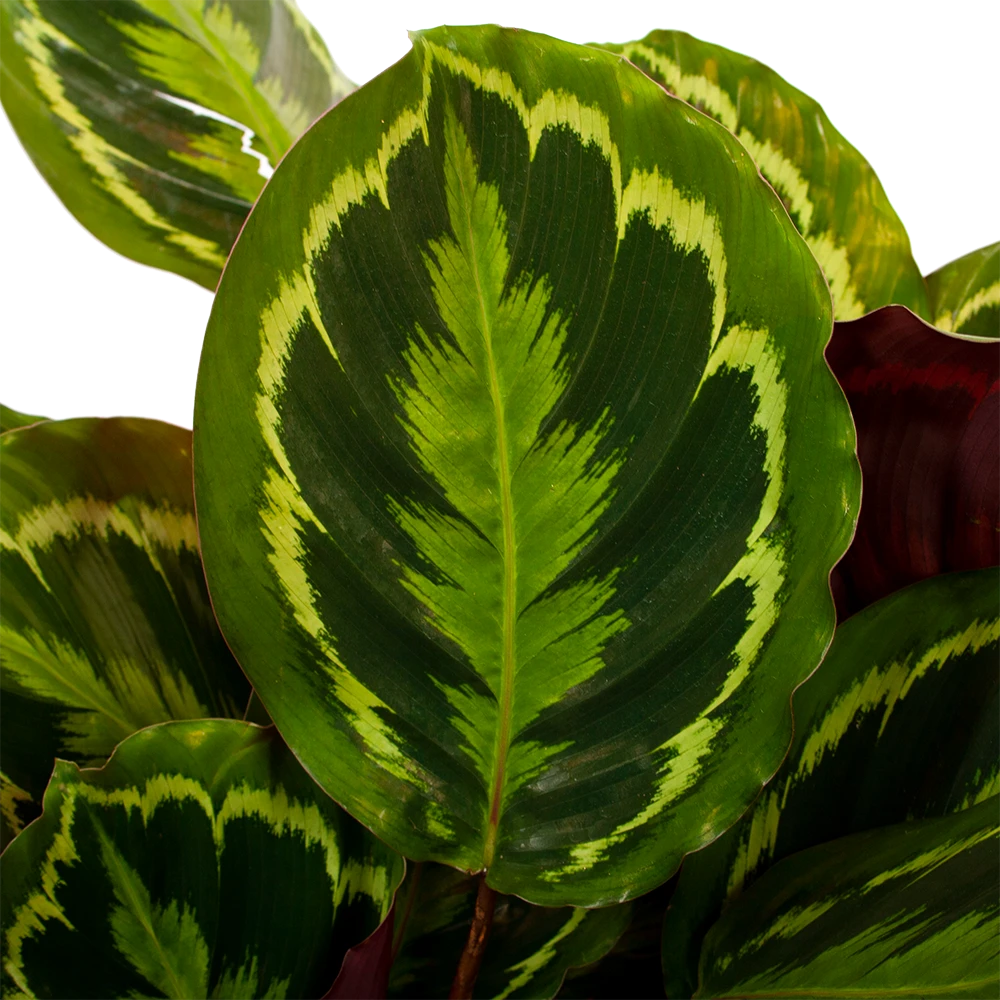 Calathea Medaillon - Schaduwplant - P27 H90 - Kamerplant - Afbeelding 2