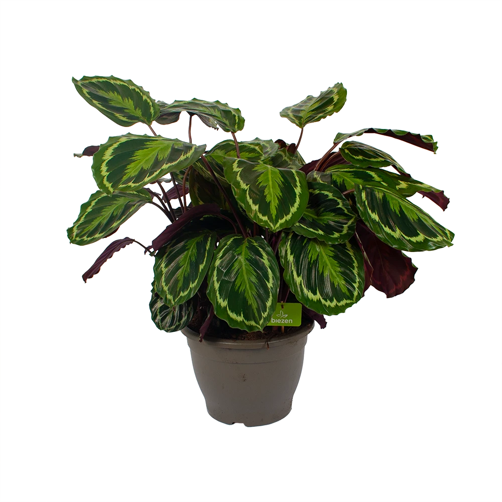 Calathea Medaillon - Schaduwplant - P32 H80 - Kamerplant - Afbeelding 4