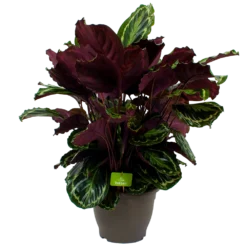 Calathea Medaillon - Schaduwplant - P32 H80 - Kamerplant