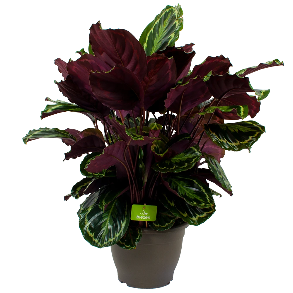 Calathea Medaillon - Schaduwplant - P32 H80 - Kamerplant