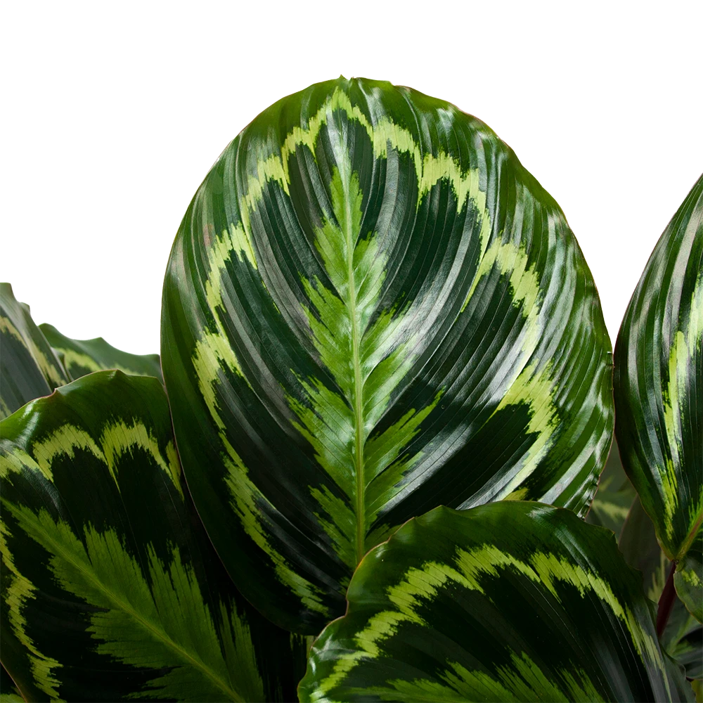 Calathea Medaillon - Schaduwplant - P32 H80 - Kamerplant - Afbeelding 2