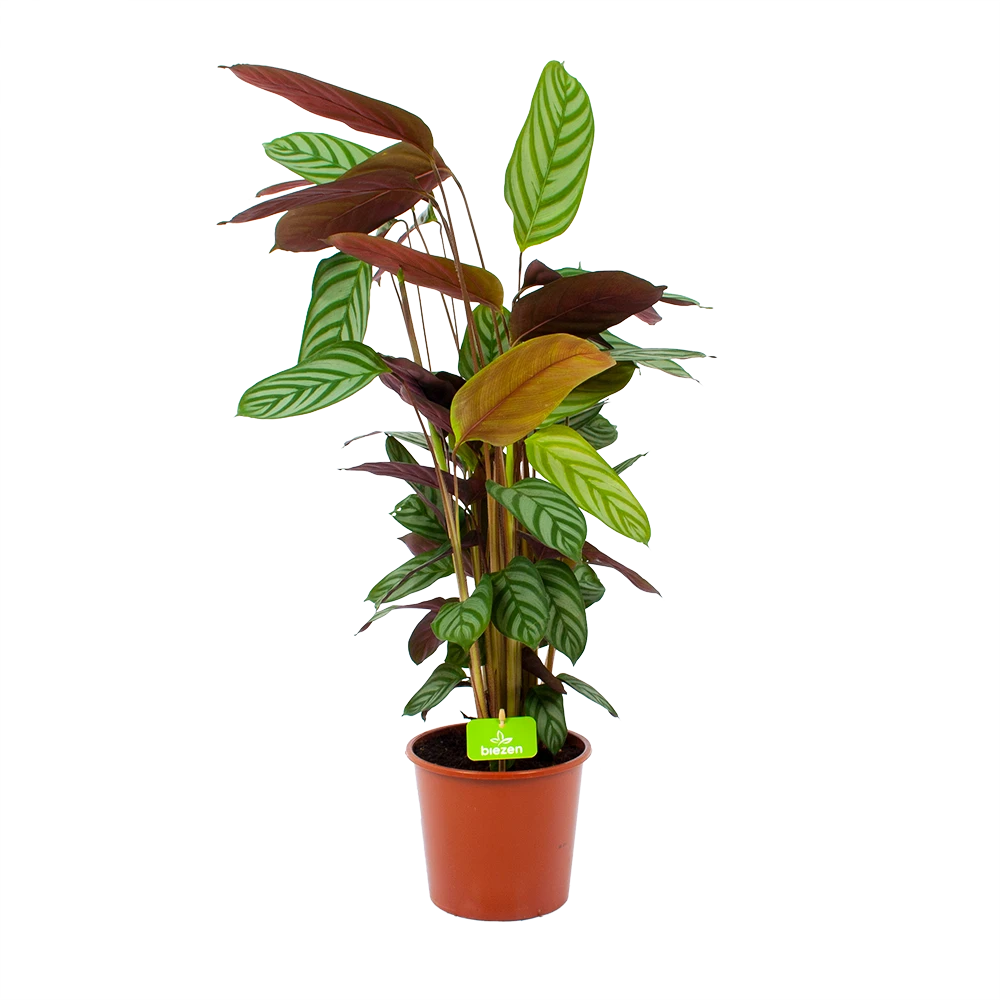 Calathea Oppenheimiana - Schaduwplant - P17 H65 - Kamerplant