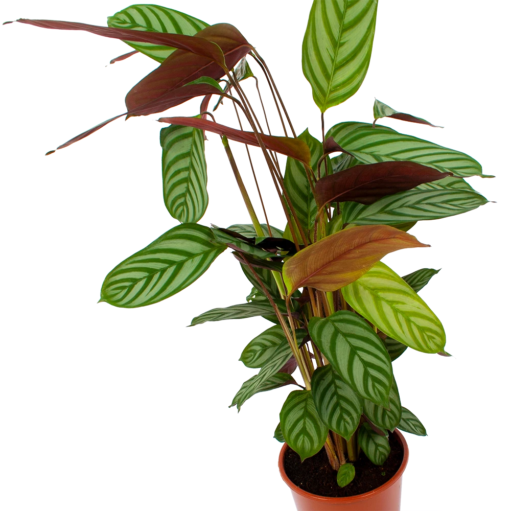 Calathea Oppenheimiana - Schaduwplant - P17 H65 - Kamerplant - Afbeelding 2