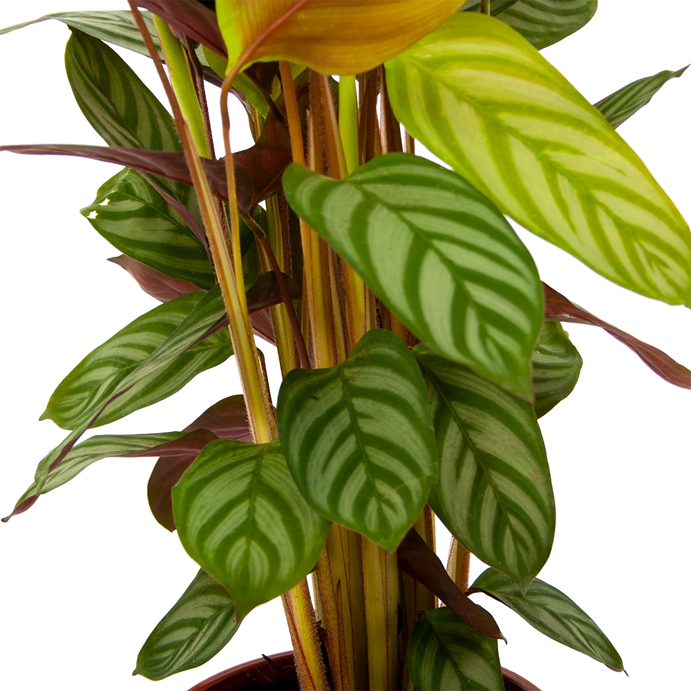 Calathea Oppenheimiana - Schaduwplant - P17 H65 - Kamerplant - Afbeelding 3