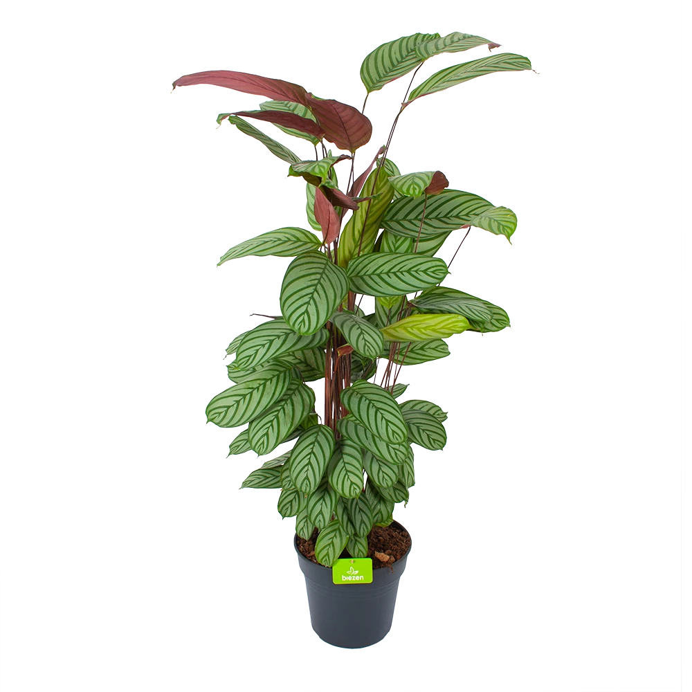 Calathea Oppenheimiana - Schaduwplant - P27 H130 - Kamerplant