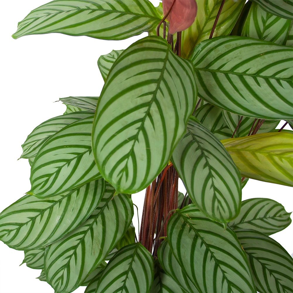 Calathea Oppenheimiana - Schaduwplant - P27 H130 - Kamerplant - Afbeelding 2