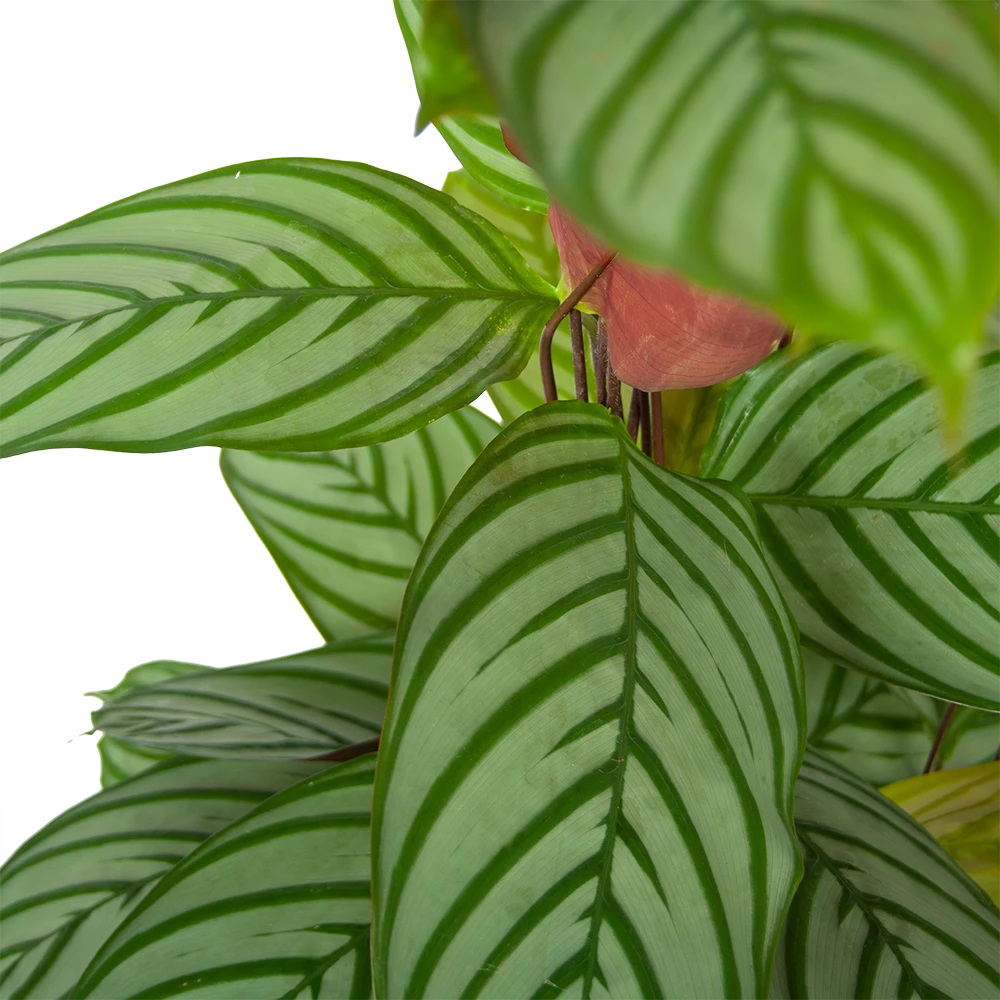 Calathea Oppenheimiana - Schaduwplant - P27 H130 - Kamerplant - Afbeelding 3