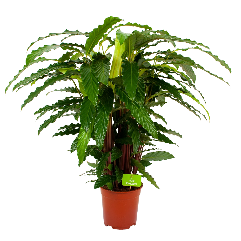 Calathea Rufibarba Bluegrass - Pauwenplant - P21 H105 - Kamerplant