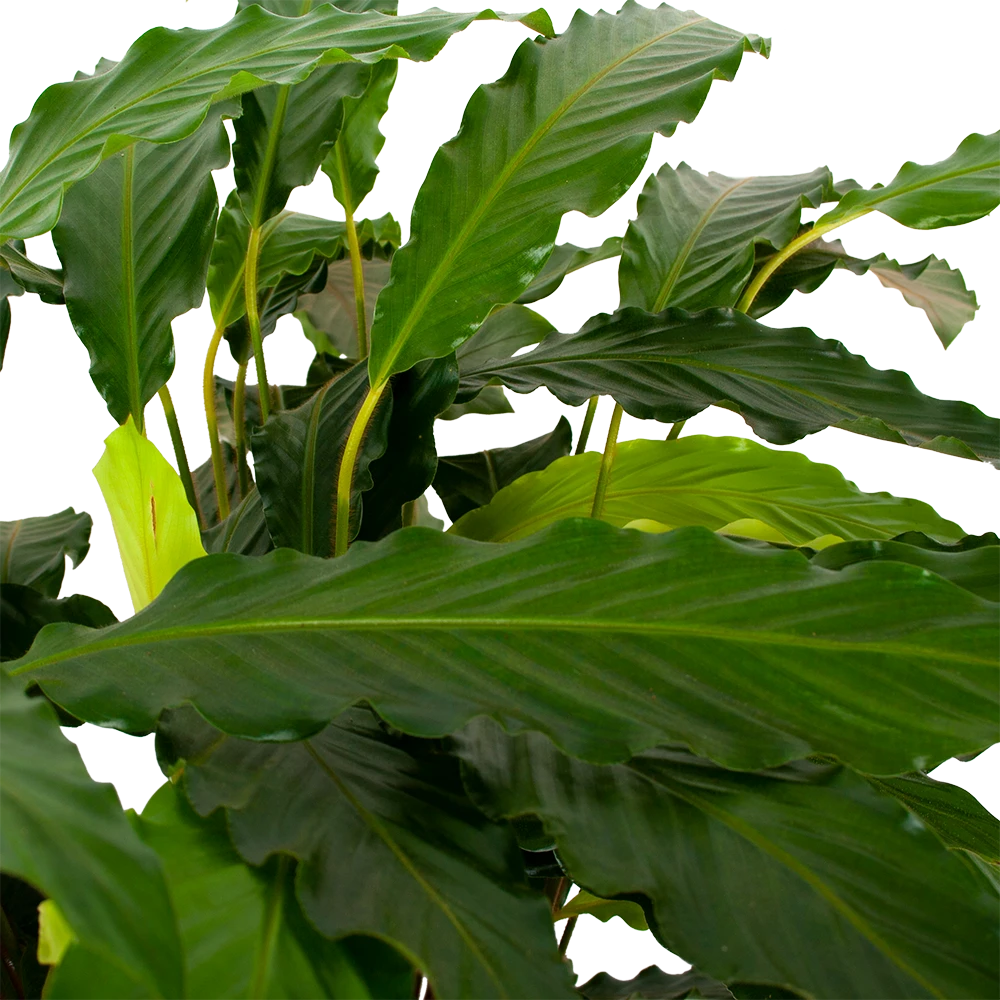 Calathea Rufibarba Bluegrass - Pauwenplant - P21 H105 - Kamerplant - Afbeelding 2