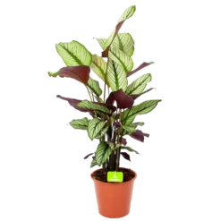 Calathea Whitestar - Schaduwplant - P19 H75 - Kamerplant
