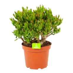 Crassula Ovata Gollum - P23 H50 - Kamerplant