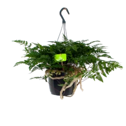 Davallia Teyermannii - In Hangpot - P17 H30 - Kamerplant