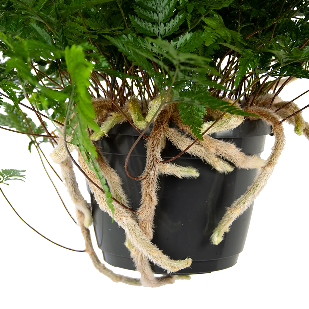 Davallia Teyermannii - In Hangpot - P17 H30 - Kamerplant - Afbeelding 2