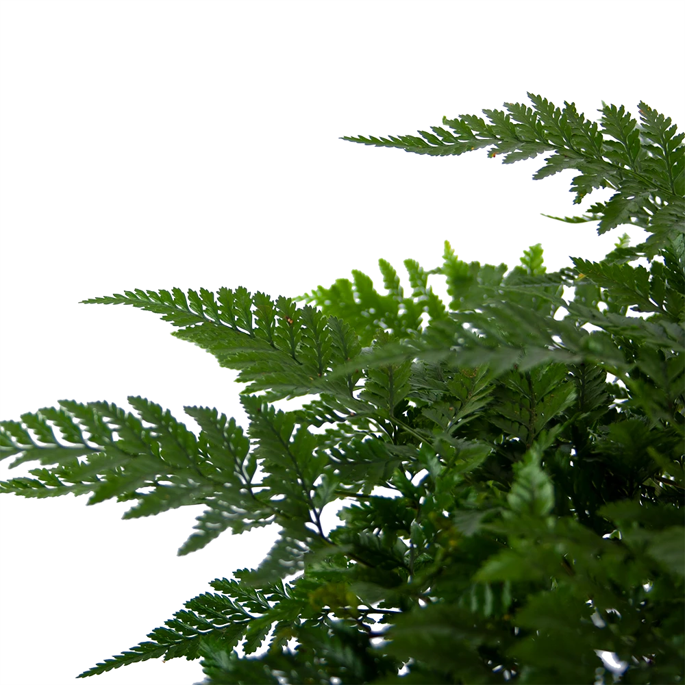 Davallia Teyermannii - In Hangpot - P17 H30 - Kamerplant - Afbeelding 3