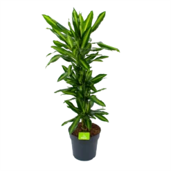 Dracaena Cintho - Vertakt - Drakenbloedboom - P27 H120 - Kamerplant