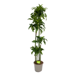 Dracaena Dorado - Op Stam - Drakenbloedboom - P27 H180 - Kamerplant