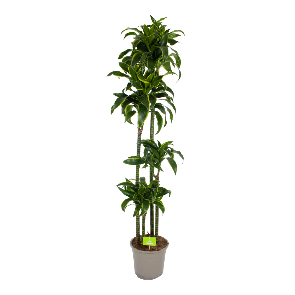 Dracaena Dorado - Op Stam - Drakenbloedboom - P27 H180 - Kamerplant