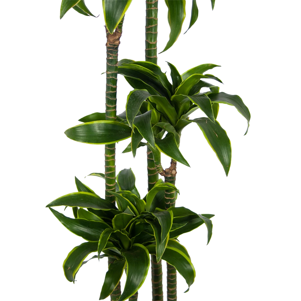 Dracaena Dorado - Op Stam - Drakenbloedboom - P27 H180 - Kamerplant - Afbeelding 2
