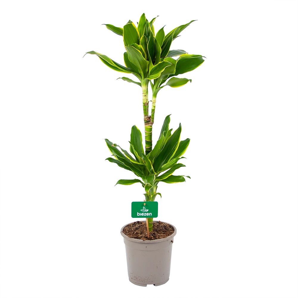 Dracaena Golden Coast - Op Stam - Drakenbloedboom - P19 H90 - Kamerplant
