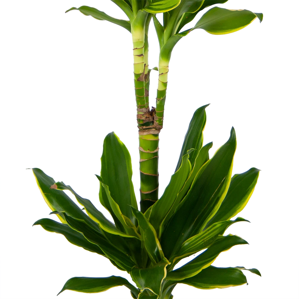 Dracaena Golden Coast - Op Stam - Drakenbloedboom - P19 H90 - Kamerplant - Afbeelding 2