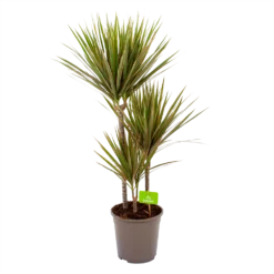 Dracaena Marginata Bicolor - Op Stam - Drakenbloedboom - P24 H120 - Kamerplant