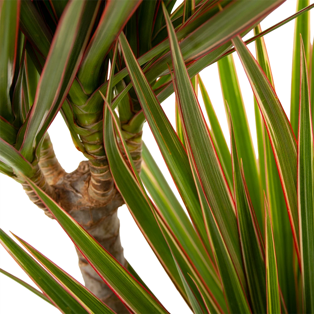 Dracaena Marginata Bicolor - Op Stam - Drakenbloedboom - P24 H120 - Kamerplant - Afbeelding 2