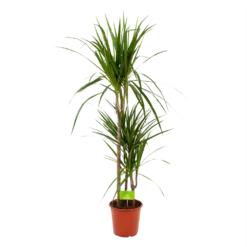 Dracaena Marginata Groen - Op Stam - Drakenbloedboom - P21 H125 - Kamerplant