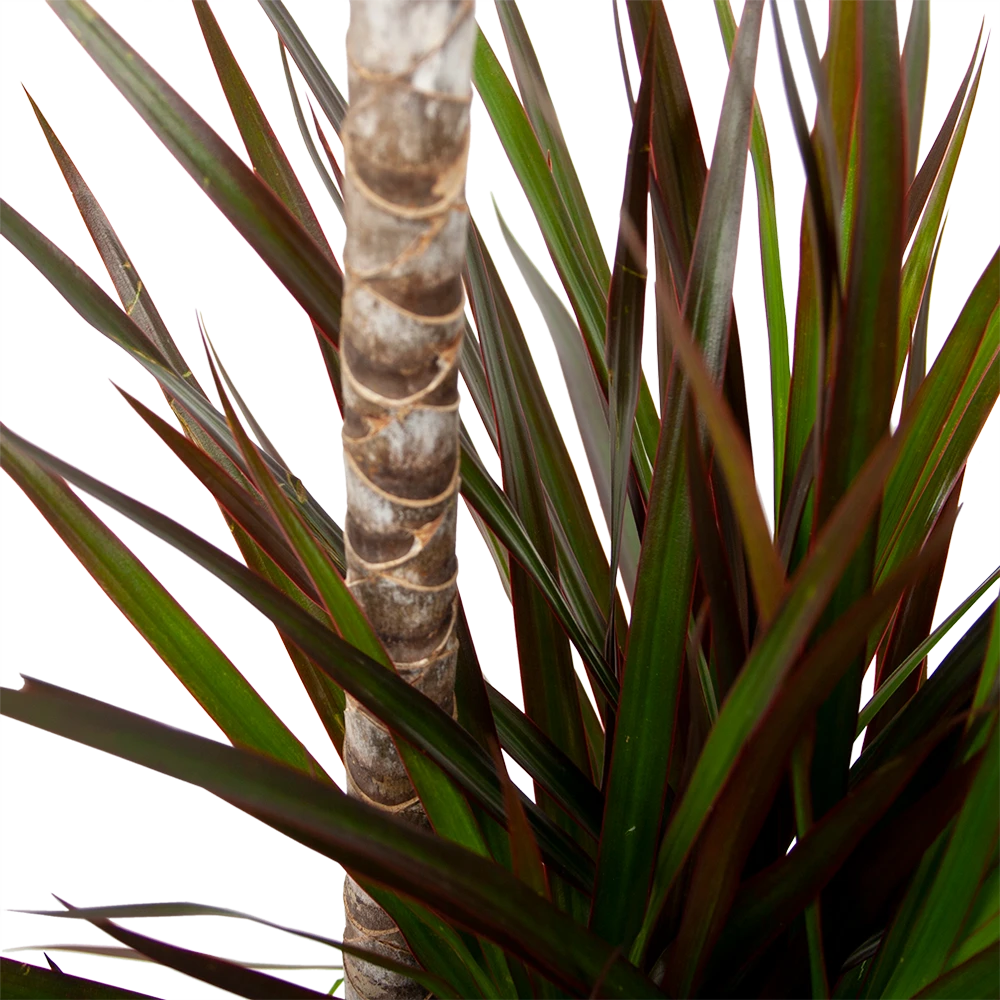 Dracaena Marginata Magenta - Op Stam - Drakenbloedboom-p24 H120 - Kamerplant - Afbeelding 2