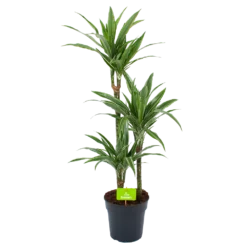 Dracaena White Stripe - Op Stam - Drakenbloedboom - P21 H100 - Kamerplant