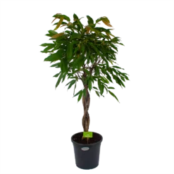 Ficus Binnendijkii Amstel King Op Gevlochten Stam - Treurvijg - P31 H140 - Kamerplant